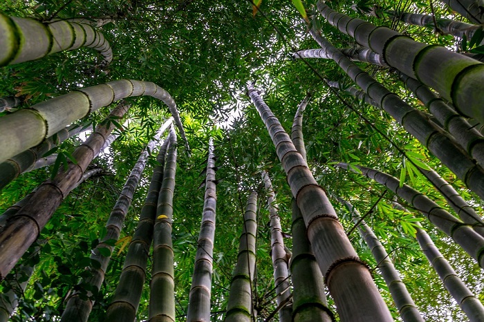 Bambu Ağacı Nedir? Nerede Yetişir? Özellikleri Nelerdir?
