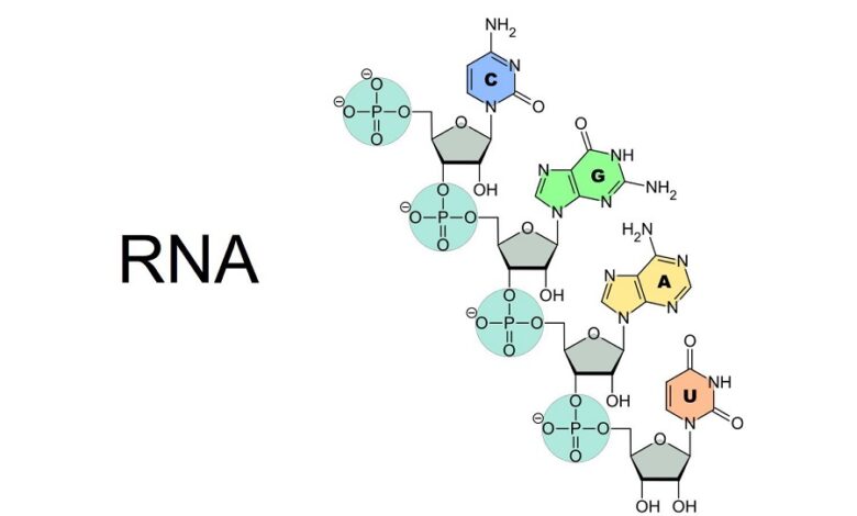 RNA Nedir? Çeşitleri, Görevleri, Özellikleri