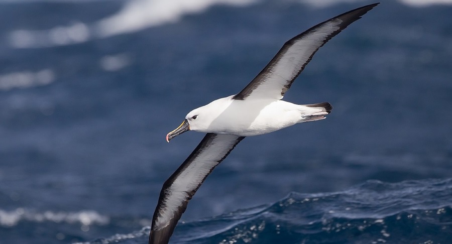 Albatros Nedir? Nerede Yaşar? Özellikleri Nelerdir?